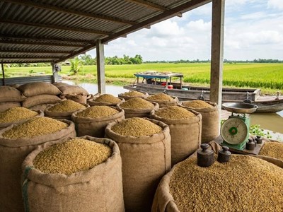 Giá lúa gạo hôm nay 6.1: Lặng sóng trước mùa vụ mới