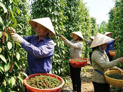 Giá hồ tiêu hôm nay 8.1.2026: Tăng vượt mốc 150.000 đồng/kg