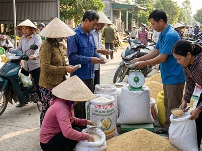 Giá lúa gạo hôm nay 10.1: Thị trường tiếp tục đi ngang