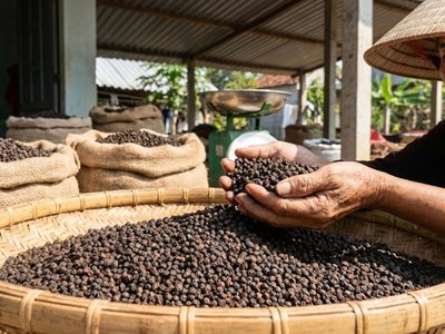 Giá hồ tiêu hôm nay 11.1.2026: Vững vàng ở vùng đỉnh