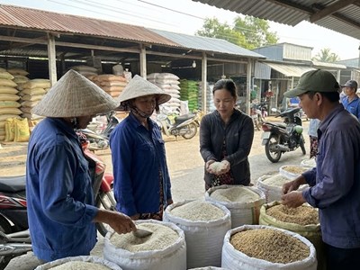 Giá lúa gạo hôm nay 11.1: Giao dịch chậm, chưa có đột biến