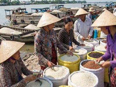 Giá lúa gạo hôm nay 12.1: Ổn định trong nước và xuất khẩu