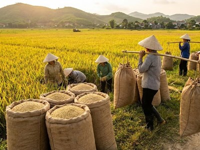 Giá lúa gạo hôm nay 13.1: Giao dịch chậm, thị trường đi ngang