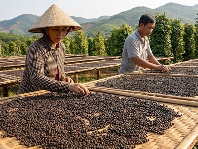 Giá hồ tiêu hôm nay 17.1: Áp lực điều chỉnh lan rộng