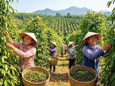 Giá hồ tiêu hôm nay 18.1: Giảm nhẹ nhưng vẫn neo cao