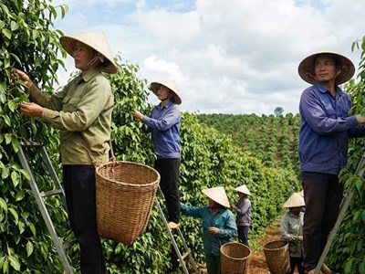 Giá hồ tiêu hôm nay 19.1: Đi ngang quanh mốc 148.000 đồng/kg