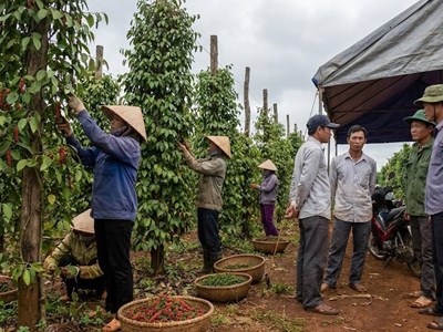 Giá hồ tiêu hôm nay 20.1: Thị trường chờ lực đỡ mới