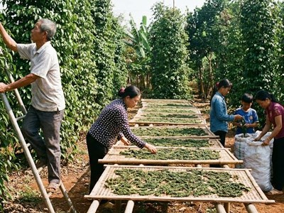 Giá hồ tiêu hôm nay 21.1.2026: Đi ngang trước thềm Tết