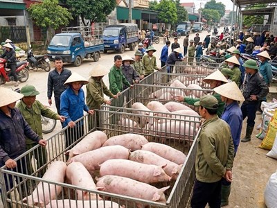 Giá heo hơi hôm nay 24.1: Tiến sát 80.000 đồng/kg tại miền Bắc