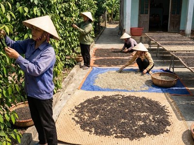 Giá hồ tiêu hôm nay 26.1.2026: Vững mốc 150.000 đồng/kg