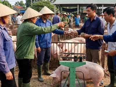 Giá heo hơi hôm nay 3.2.2026: Miền Bắc tiếp tục dẫn đầu