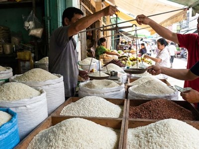 Giá lúa gạo hôm nay 5.2: Lúa Đài Thơm 8, OM 18 neo cao