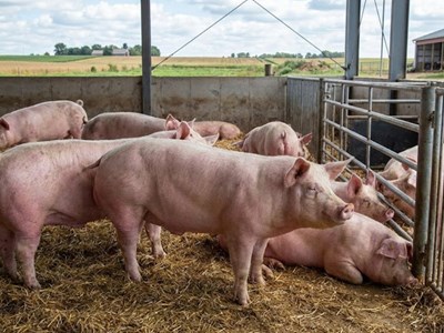 Giá heo hơi hôm nay 8.2: Miền Nam thấp nhất 72.000 đồng/kg