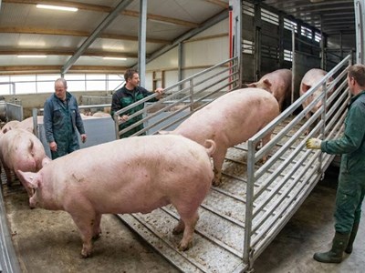 Giá heo hơi hôm nay 11.2.2026: Nhu cầu Tết tăng mạnh