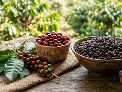 Giá cà phê hôm nay 6.3: Nhiều nơi chạm 96.000 đồng/kg