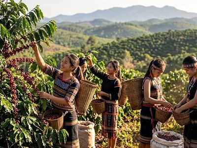 Giá cà phê hôm nay 10.4: Bật tăng nhẹ sau chuỗi giảm sâu