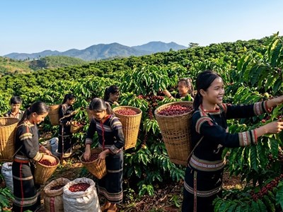 Giá cà phê hôm nay 9.4: Lao dốc mạnh chưa từng thấy