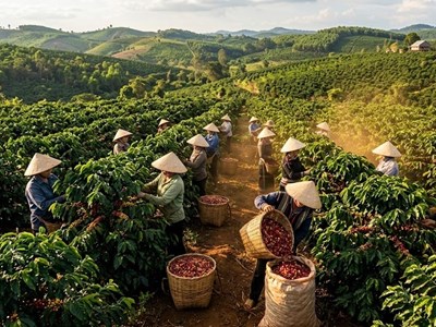 Giá cà phê hôm nay 14.4: Nhích lên sau giai đoạn ổn định