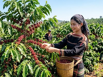 Giá cà phê hôm nay16.4: Tăng mạnh, tiến gần 90.000 đồng/kg