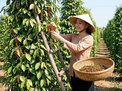 Giá hồ tiêu hôm nay 16.4: Đồng loạt tăng sốc, lập đỉnh mới