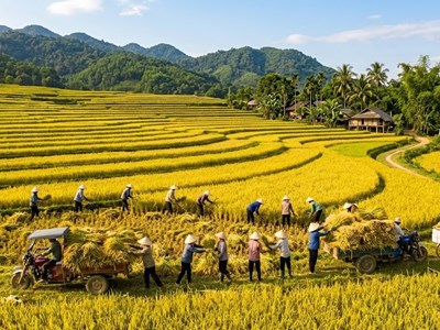 Giá lúa gạo hôm nay 16.4: Gạo đi ngang, lúa có dấu hiệu phục hồi nhẹ