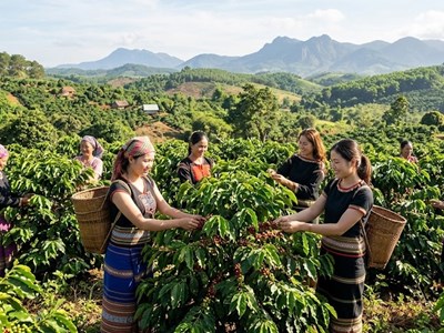 Giá cà phê hôm nay 17.4: Bật tăng hơn 1.200 đồng/kg, thị trường sôi động