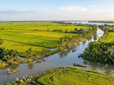 Giá lúa gạo hôm nay 17.4: Lúa tăng nhẹ, gạo tiếp tục ổn định