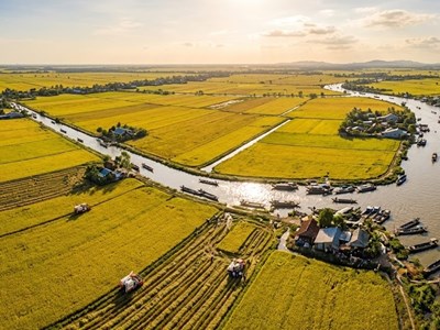 Giá lúa gạo hôm nay 19.4: Xu hướng nào đang hình thành?