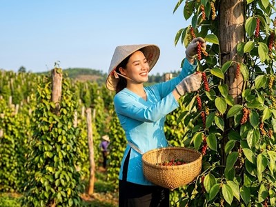 Giá hồ tiêu hôm nay 20.4: Chưa có biến động mới, chờ tín hiệu bứt phá