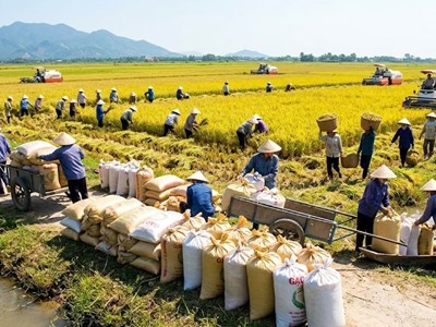 Giá lúa gạo hôm nay 22.4: Lúa tăng nhẹ duy trì, gạo tiếp tục đi ngang