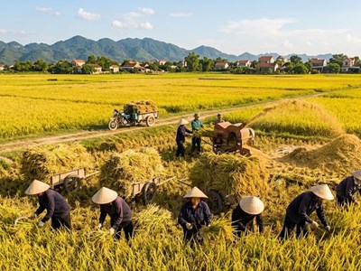 Giá lúa gạo hôm nay 24.4: Bật tăng mạnh trên diện rộng