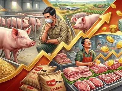 Giá heo hơi hôm nay 6.5: Tín hiệu phục hồi rõ hơn sau lễ