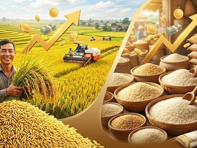 Giá lúa gạo hôm nay 6.5: Gạo tăng, lúa ổn định, xu hướng dần rõ