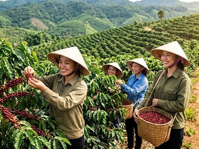 Giá cà phê hôm nay 9.5: Tây Nguyên tăng phiên thứ hai liên tiếp