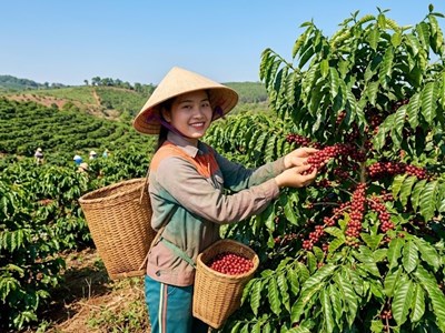 Giá cà phê hôm nay 11.5: Ổn định sau nhịp điều chỉnh cuối tuần