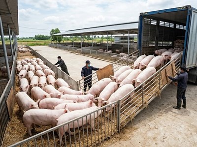 Giá heo hơi hôm nay 15.5: Nguồn cung chưa tăng, giá khó hạ nhiệt