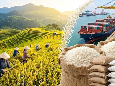Giá lúa gạo hôm nay 15.5: Lúa thơm tăng giá trở lại
