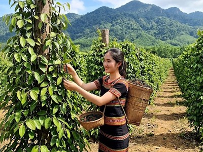 Giá hồ tiêu hôm nay 16.5: Thị trường tiếp tục neo cao