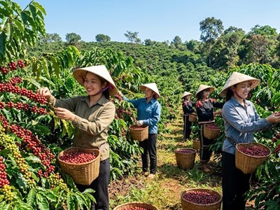 Giá cà phê hôm nay 17.5: Đi ngang, chờ tín hiệu mới từ thế giới