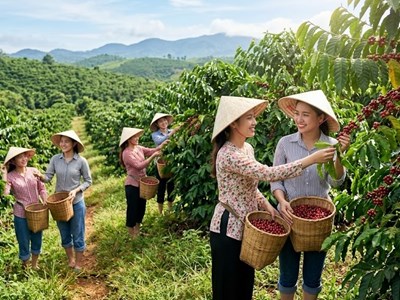 Giá cà phê hôm nay 19.5: Giảm mạnh, mất tới 900 đồng/kg