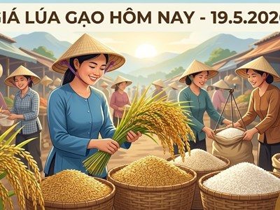 Giá gạo hôm nay 19.5: Việt Nam tiếp tục vượt Thái Lan, Ấn Độ