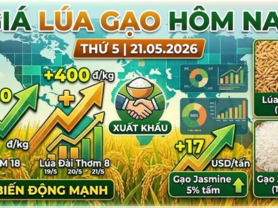 Giá lúa gạo hôm nay 21.5: Lúa OM18 tăng mạnh, thương lái đẩy mua