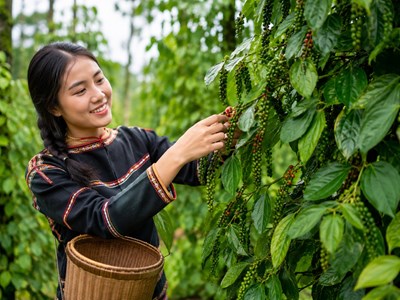 Giá hồ tiêu hôm nay 24.5: Tây Nguyên đi ngang, Đắk Lắk giữ đỉnh