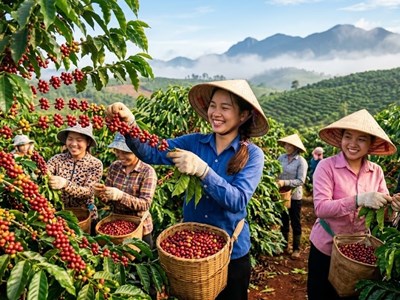 Giá cà phê hôm nay 27.5: Đà giảm chững lại, tín hiệu phục hồi xuất hiện