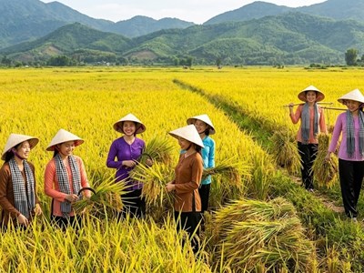 Giá lúa hôm nay 27.5: Gạo xuất khẩu giảm nhẹ, lúa chất lượng cao vẫn neo giá