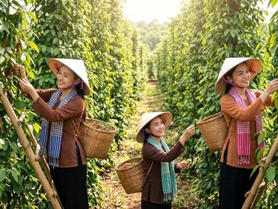 Giá hồ tiêu hôm nay 28.5 đi ngang, thị trường chờ cú hích xuất khẩu mới