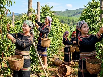 Giá tiêu hôm nay 29.5: Gia Lai duy trì vùng giá thấp nhất