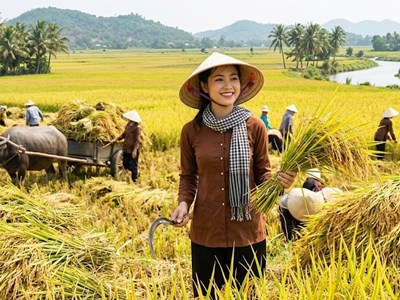 Giá lúa gạo hôm nay 29.5: Lúa thơm giữ giá, thị trường chờ tín hiệu mới