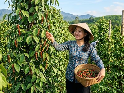 Giá hồ tiêu hôm nay 30.5: Thị trường tích lũy, nguồn cung ổn định