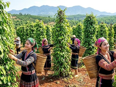 Giá tiêu hôm nay 31.5: Thị trường chưa xuất hiện động lực tăng mới
